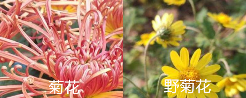 菊花和野菊花的区别
