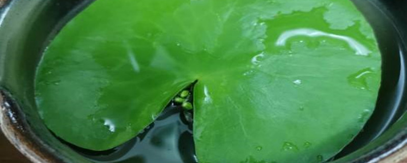 水培一叶莲怎么过冬 水培一叶莲怎么过冬