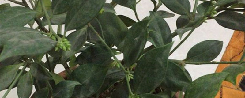冬桂什么时候开花 冬桂什么时候开花