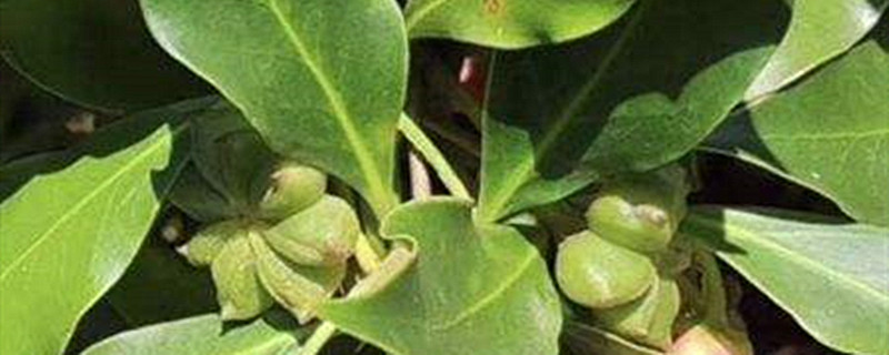 八角树能在北方种植吗 八角树能在北方种植吗
