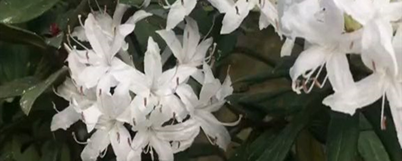 白杜结的果有什么功效 白杜结的果有什么功效