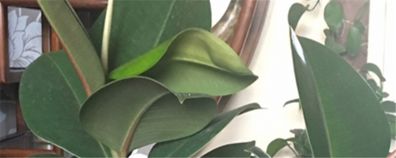 植物缺钾的症状 植物缺钾的症状