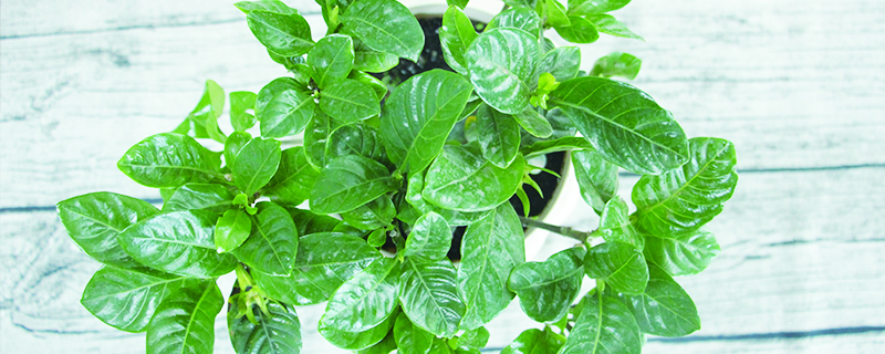 栀子花栽培方法 栀子花栽培方法
