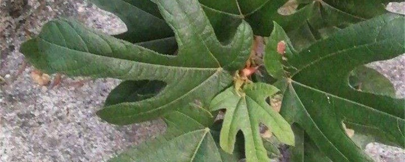 五指毛桃种子催芽法 五指毛桃种子催芽法