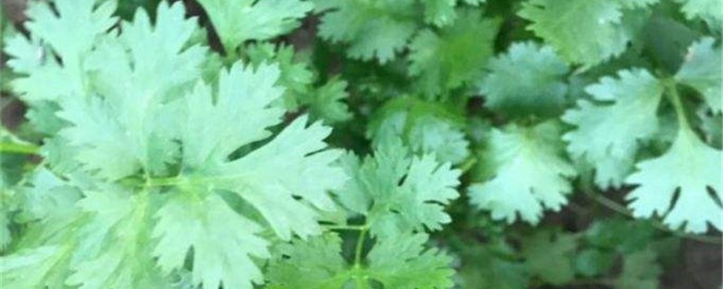 艾草的作用 艾草的作用
