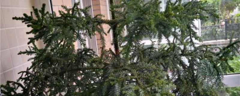 澳洲杉盆景能放在客厅吗? 澳洲杉盆景能放在客厅吗?