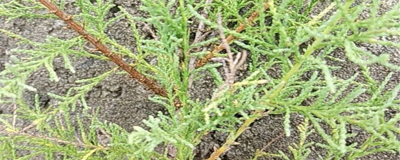 家里能养怪柳吗 家里能养怪柳吗