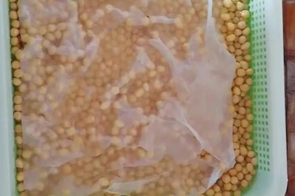 他用一张纸种菜,半月长满一阳台,吃不了都送人了! 他用一张纸种菜,半月长满一阳台,吃不了都送人了!