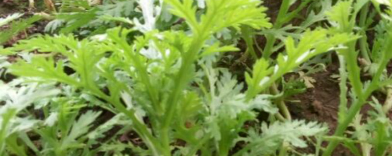 茼蒿是什么季节的蔬菜 茼蒿是什么季节的蔬菜
