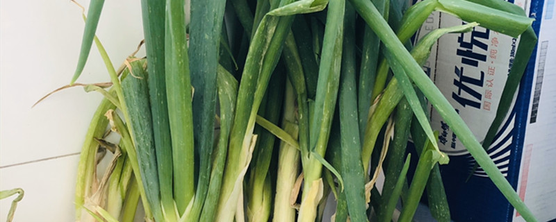 大葱是什么季节的蔬菜