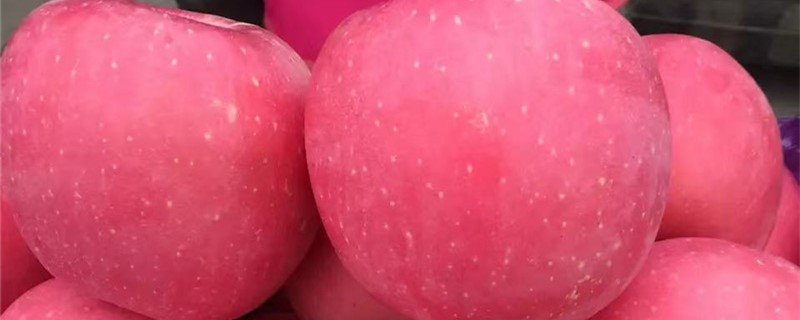 苹果是什么季节的水果 苹果是什么季节的水果