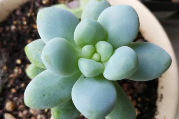 盆底垫个它,养花10年不烂根,花蹭蹭长爆盆! 盆底垫个它,养花10年不烂根,花蹭蹭长爆盆!