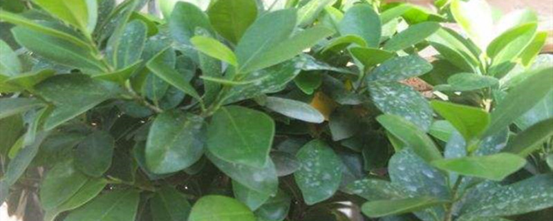 榕树用深盆还是浅盆 榕树用深盆还是浅盆