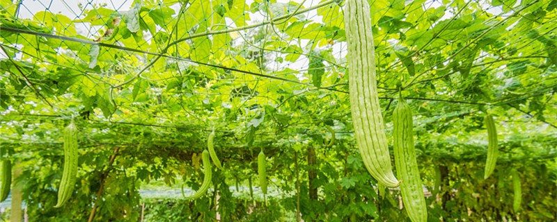 苦瓜是什么季节的蔬菜 苦瓜是什么季节的蔬菜