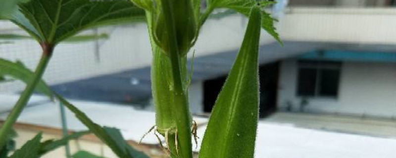 秋葵是什么季节的蔬菜