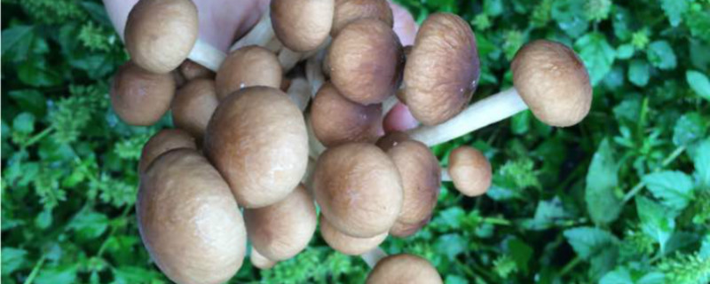 茶树菇是什么季节的蔬菜 茶树菇是什么季节的蔬菜