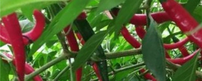 青椒是什么季节的蔬菜 青椒是什么季节的蔬菜