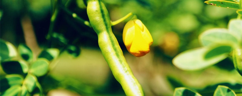 芸豆是什么季节的蔬菜 芸豆是什么季节的蔬菜