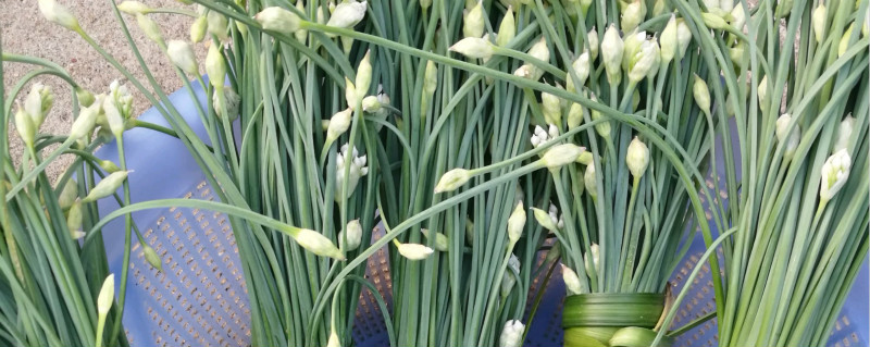 韭苔是什么季节的蔬菜 韭苔是什么季节的蔬菜