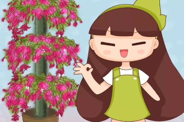 蟹爪兰绑树枝上,花量猛增不烂根,咋养都不死! 蟹爪兰绑树枝上,花量猛增不烂根,咋养都不死!
