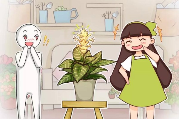 有品味的人,都爱养这花,大气上档次,养10盆都不嫌多! 有品味的人,都爱养这花,大气上档次,养10盆都不嫌多!
