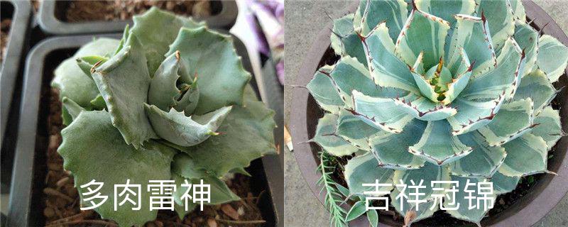 多肉雷神和吉祥冠锦区别，多肉雷神形态特征