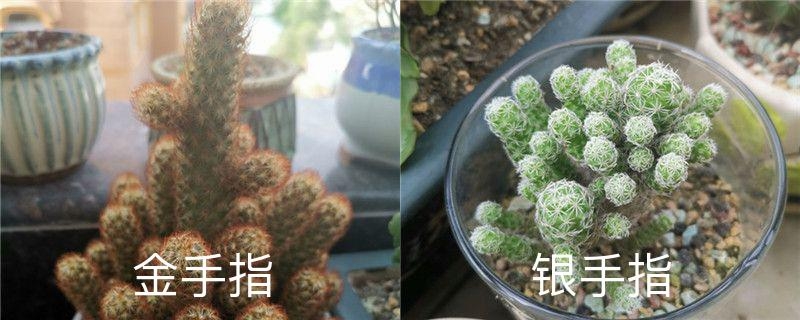 多肉金手指和银手指的区别,金手指可以种在家里吗 多肉金手指和银手指的区别,金手指可以种在家里吗
