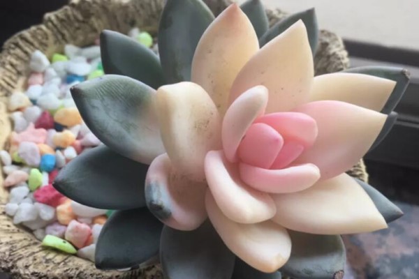 叶子长出“彩虹花纹”,千万别买,养不活还浪费钱! 叶子长出“彩虹花纹”,千万别买,养不活还浪费钱!