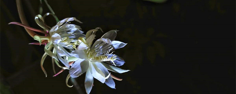 昙花怎么养,有哪些注意事项 昙花怎么养,有哪些注意事项