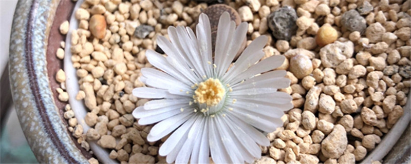 生石花开花季节,开花后怎么处理 生石花开花季节,开花后怎么处理