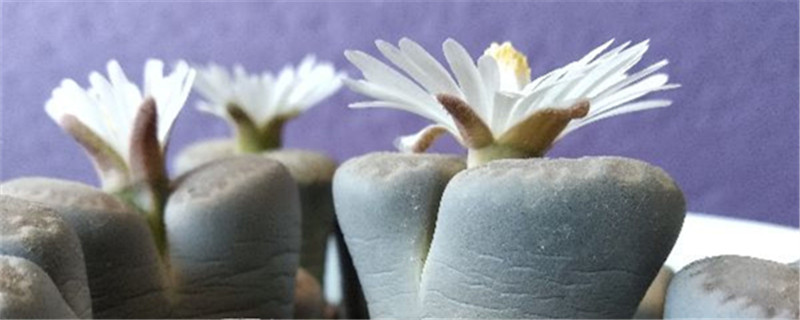 生石花品种,生石花品种介绍 生石花品种,生石花品种介绍