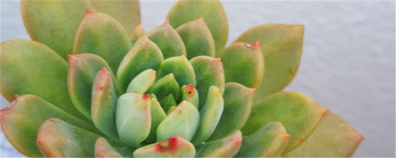 宝石花怎么种,有哪些种植方法 宝石花怎么种,有哪些种植方法