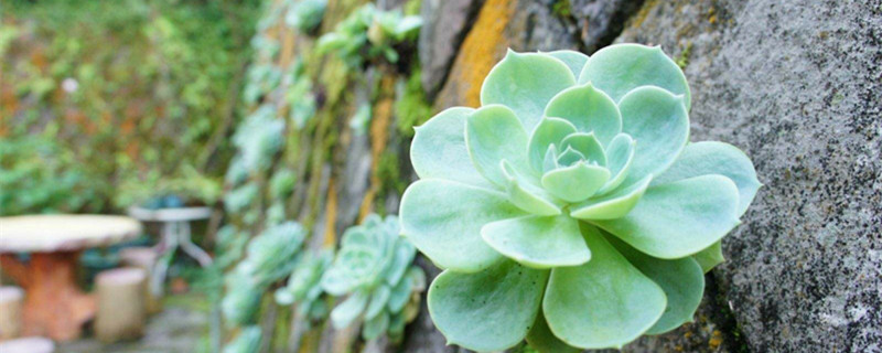 宝石花怎么繁殖,有哪些繁殖方法 宝石花怎么繁殖,有哪些繁殖方法