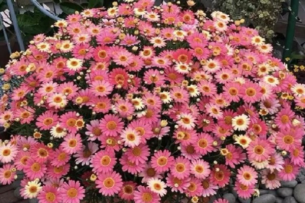 这花就要虐着养,一长高就剪,疯狂开花8个月! 这花就要虐着养,一长高就剪,疯狂开花8个月!