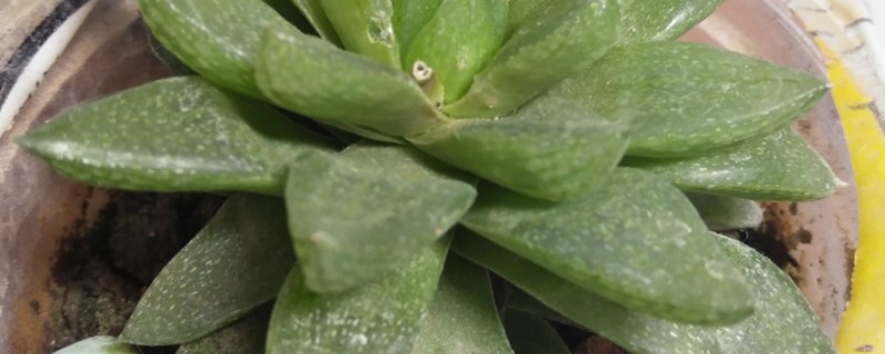 水晶掌黄叶的原因和处理办法 水晶掌黄叶的原因和处理办法
