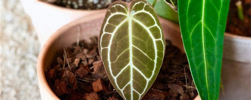 水晶花烛黄叶的原因和处理办法 水晶花烛黄叶的原因和处理办法