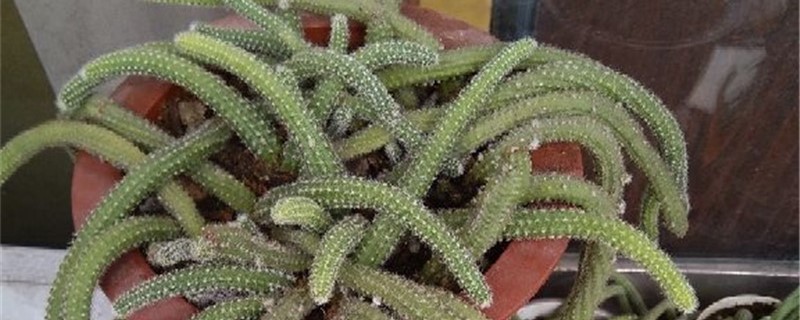 鼠尾掌黄叶的原因和处理办法 鼠尾掌黄叶的原因和处理办法
