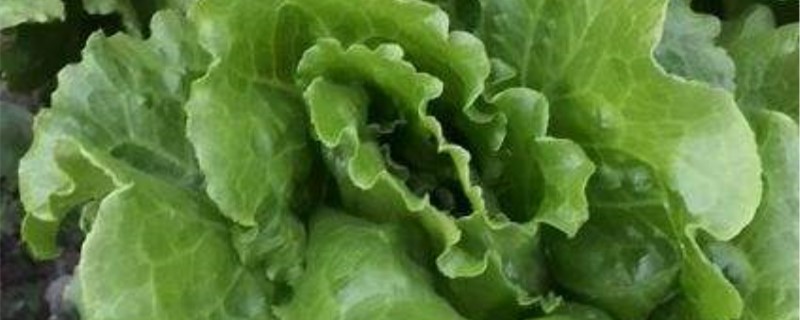 生菜黄叶的原因和处理办法 生菜黄叶的原因和处理办法