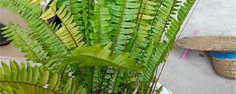 肾蕨黄叶的原因和处理办法