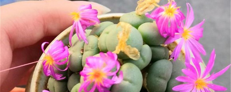 群碧玉黄叶的原因和处理办法 群碧玉黄叶的原因和处理办法