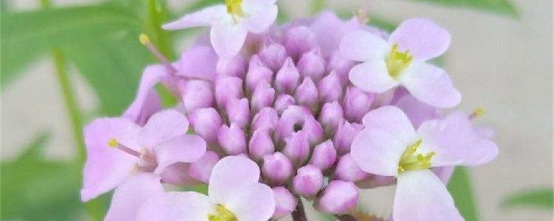 屈曲花黄叶的原因和处理办法 屈曲花黄叶的原因和处理办法