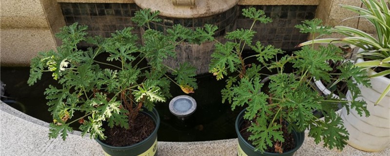 驱蚊草黄叶的原因和处理办法 驱蚊草黄叶的原因和处理办法