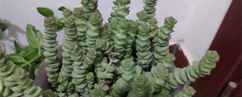 钱串黄叶的原因和处理办法 钱串黄叶的原因和处理办法