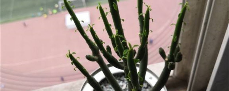 膨珊瑚黄叶的原因和处理办法 膨珊瑚黄叶的原因和处理办法