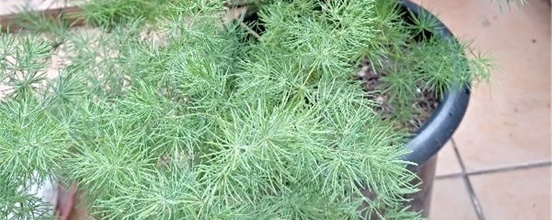 蓬莱松黄叶的原因和处理办法 蓬莱松黄叶的原因和处理办法
