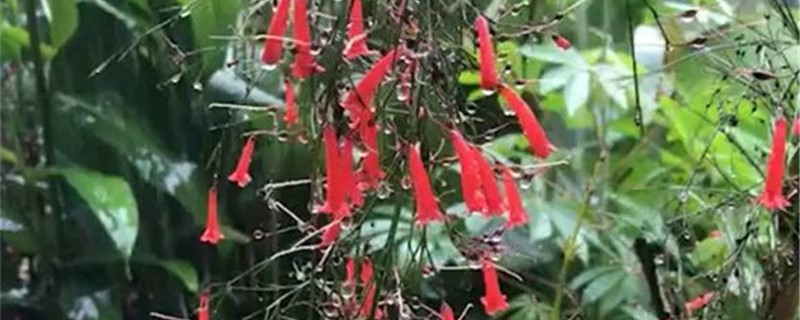 炮仗竹黄叶的原因和处理办法 炮仗竹黄叶的原因和处理办法