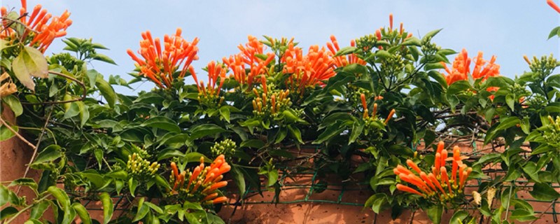 炮仗花黄叶的原因和处理办法 炮仗花黄叶的原因和处理办法
