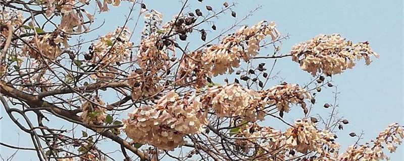泡桐黄叶的原因和处理办法 泡桐黄叶的原因和处理办法