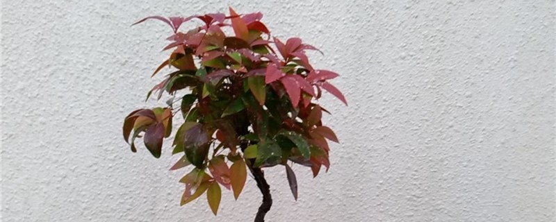 南天竹黄叶的原因和处理办法