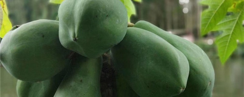 木瓜黄叶的原因和处理办法 木瓜黄叶的原因和处理办法
